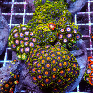 WYSIWYG Rainbow Zoa Combo Colony