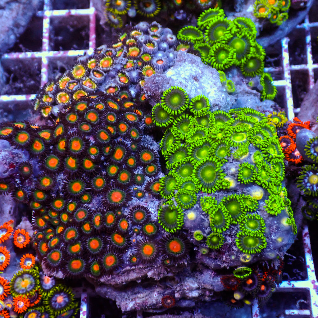 WYSIWYG Rainbow Zoa Combo Colony - Corals Anonymous