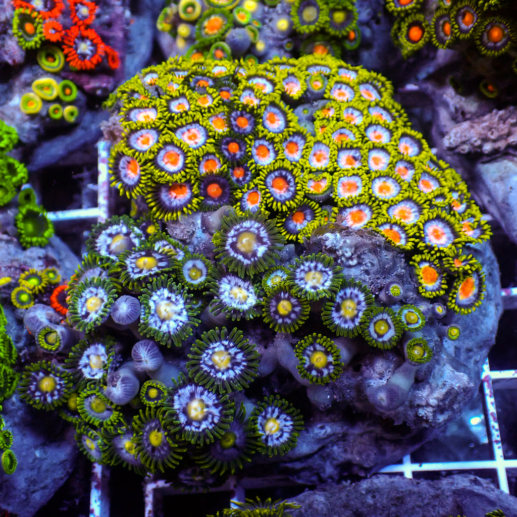 WYSIWYG Rainbow Zoa Combo Colony - Corals Anonymous