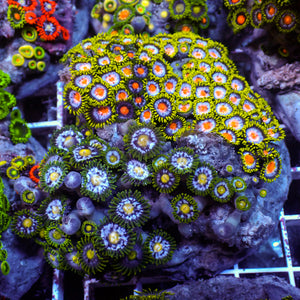 WYSIWYG Rainbow Zoa Combo Colony