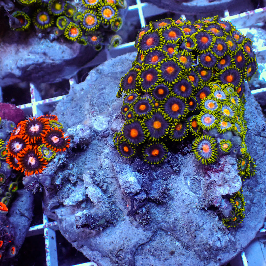 WYSIWYG Rainbow Zoa Combo Colony - Corals Anonymous