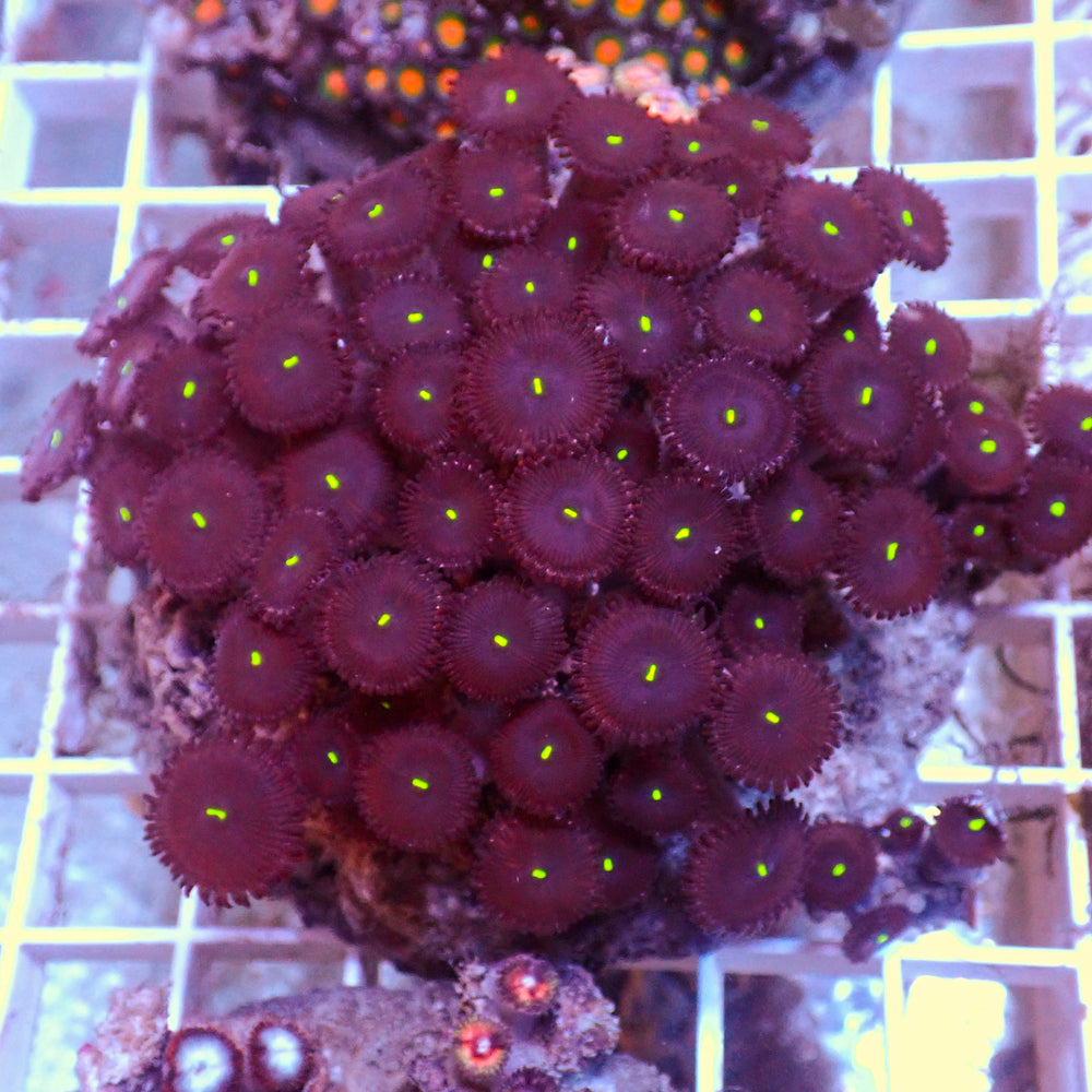 WYSIWYG Rainbow Zoa Combo Colony