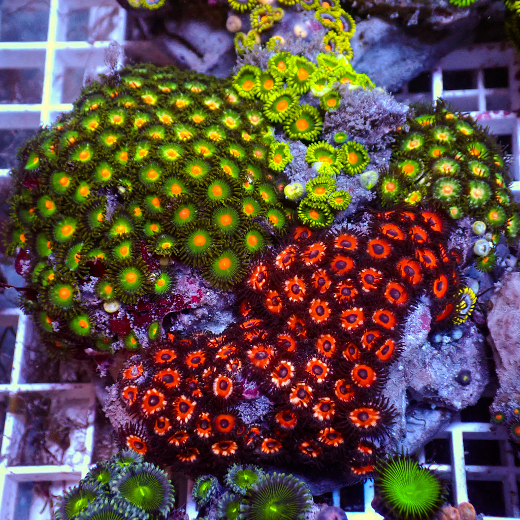 WYSIWYG Rainbow Zoa Combo Colony - Corals Anonymous