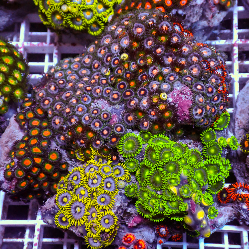 WYSIWYG Rainbow Zoa Combo Colony
