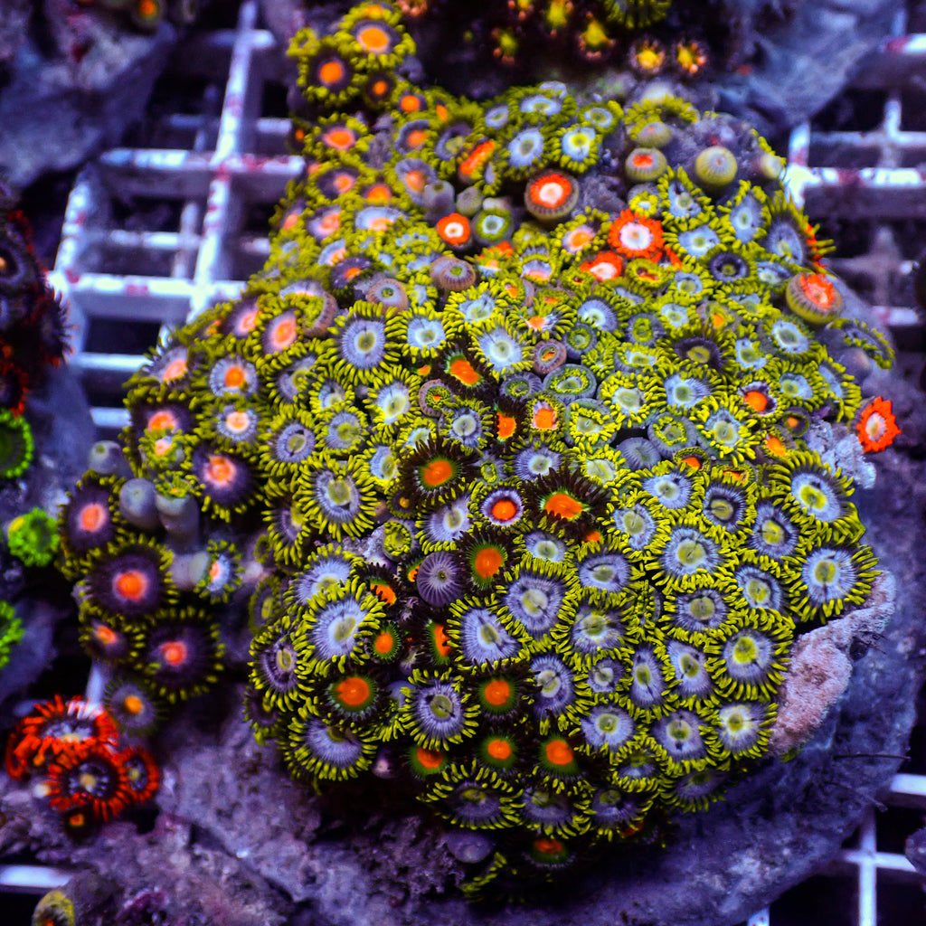WYSIWYG Rainbow Zoa Combo Colony - Corals Anonymous