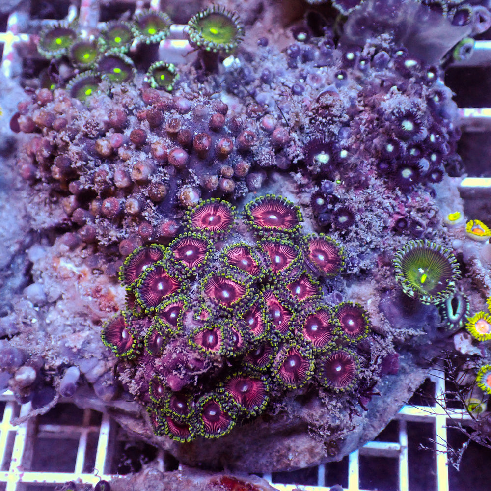 WYSIWYG Rainbow Zoa Combo Colony