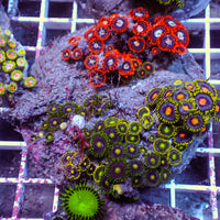 WYSIWYG Rainbow Zoa Combo Colony