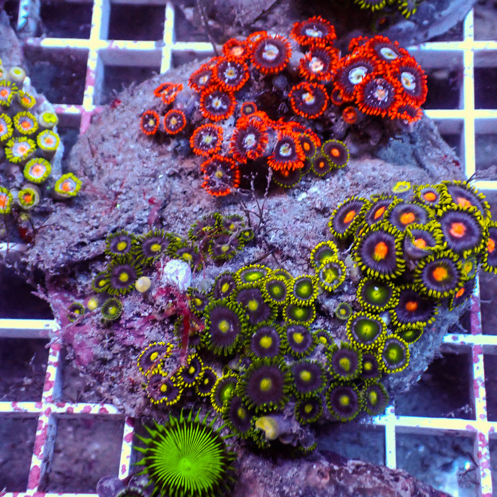 WYSIWYG Rainbow Zoa Combo Colony - Corals Anonymous