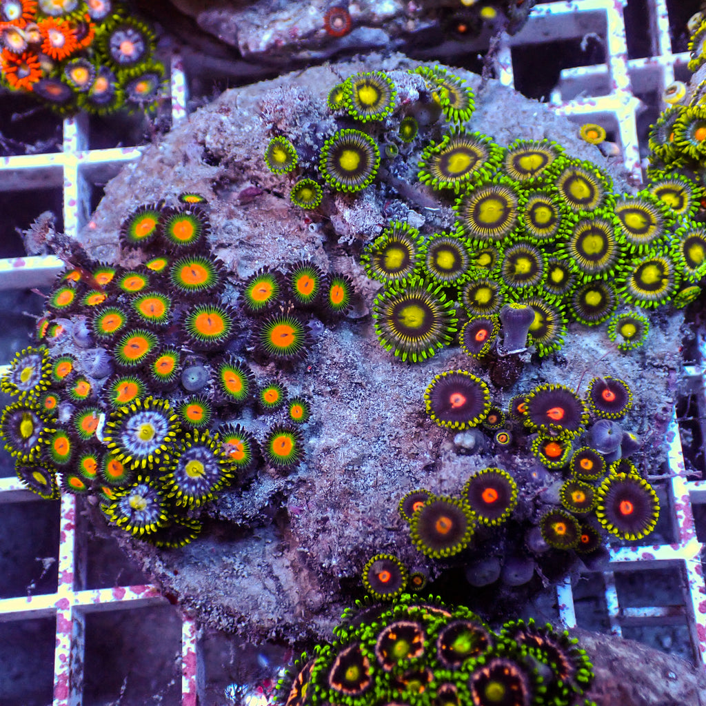 WYSIWYG Rainbow Zoa Combo Colony - Corals Anonymous