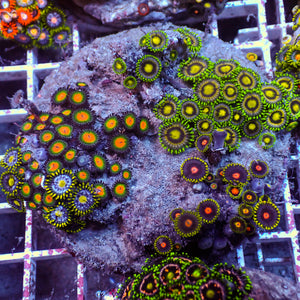 WYSIWYG Rainbow Zoa Combo Colony