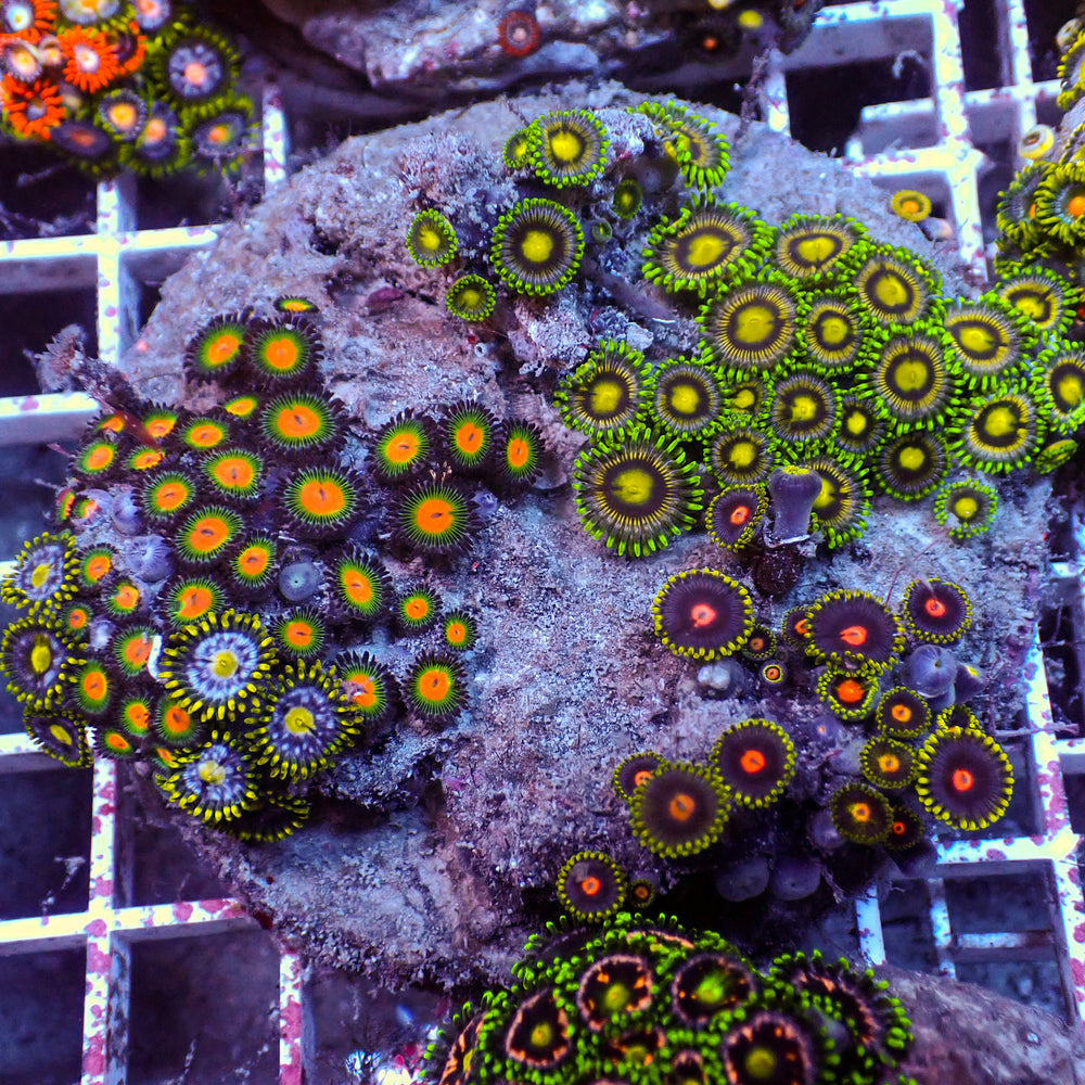 WYSIWYG Rainbow Zoa Combo Colony