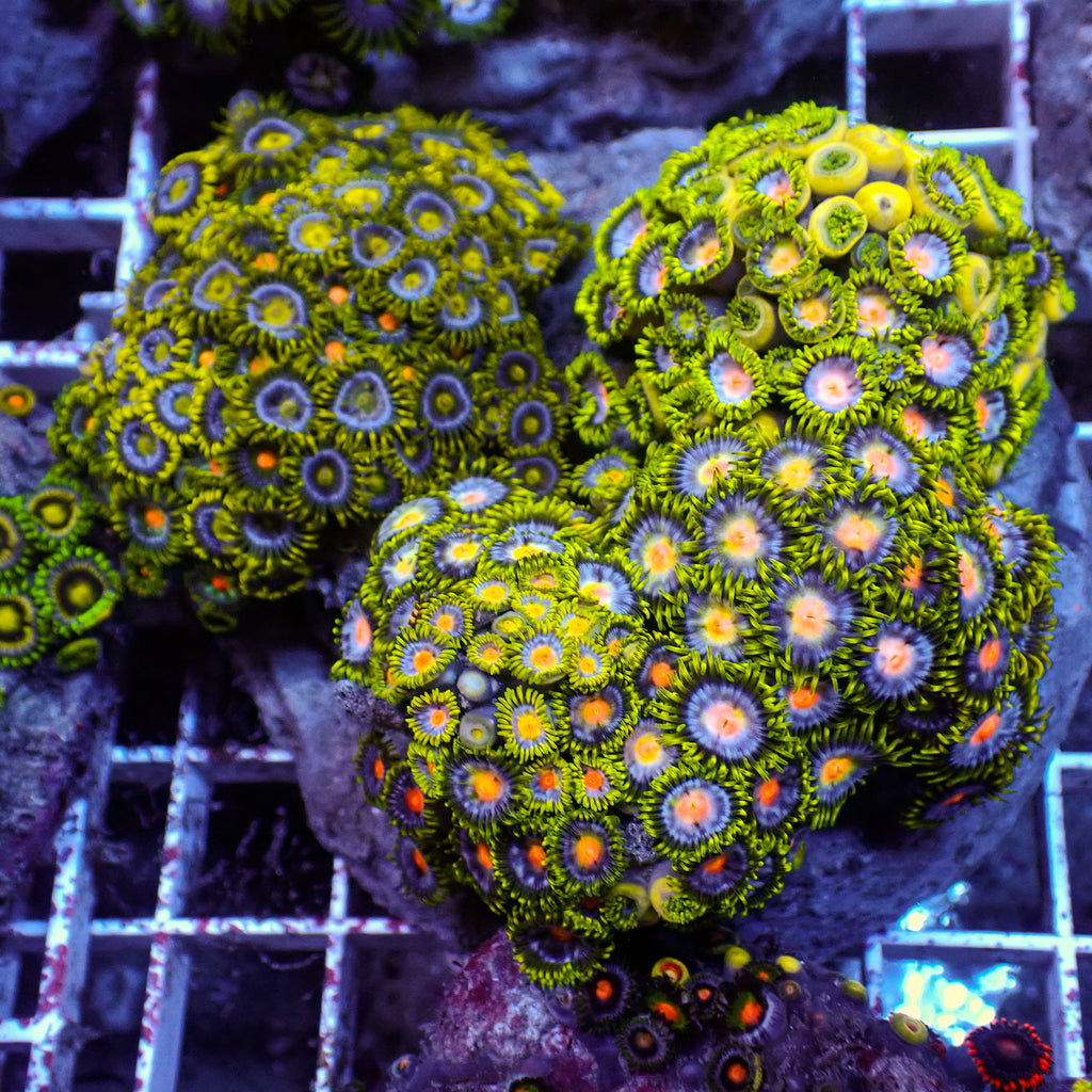 WYSIWYG Rainbow Zoa Combo Colony - Corals Anonymous
