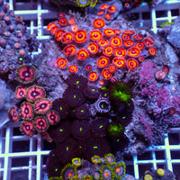 WYSIWYG Rainbow Zoa Combo Colony