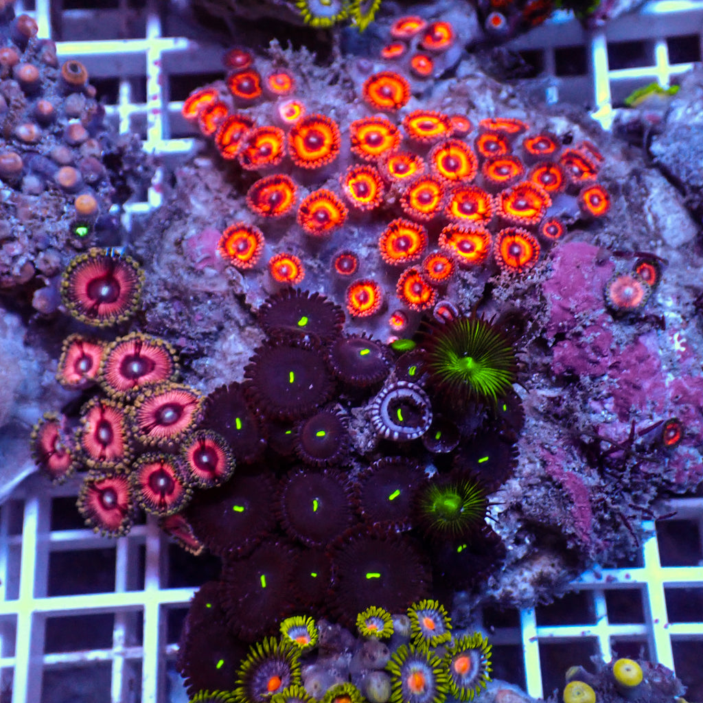 WYSIWYG Rainbow Zoa Combo Colony - Corals Anonymous