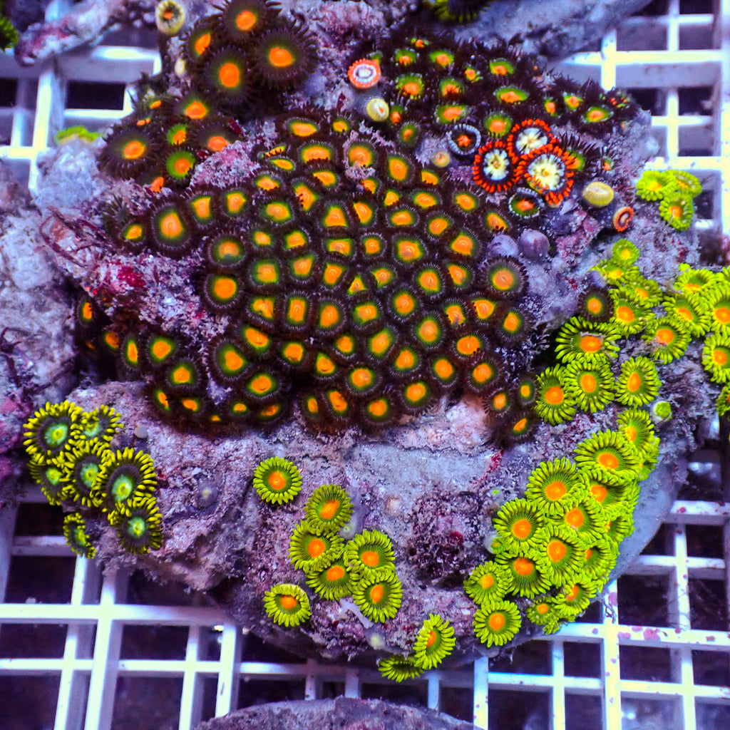 WYSIWYG Rainbow Zoa Combo Colony - Corals Anonymous
