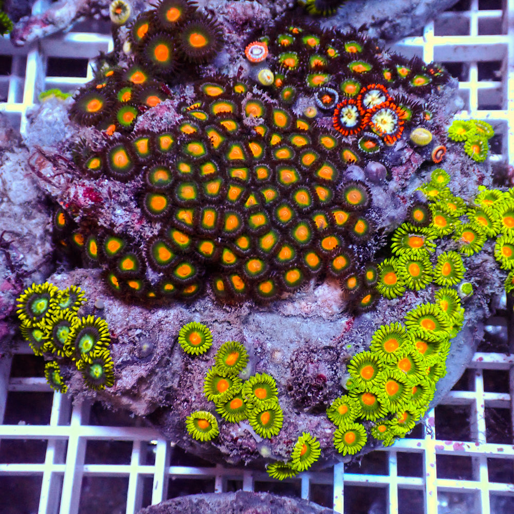 WYSIWYG Rainbow Zoa Combo Colony