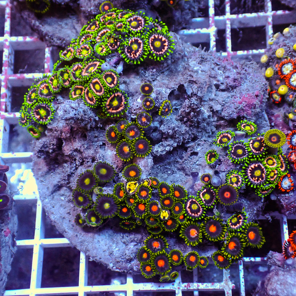 WYSIWYG Rainbow Zoa Combo Colony - Corals Anonymous