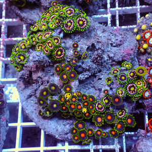WYSIWYG Rainbow Zoa Combo Colony