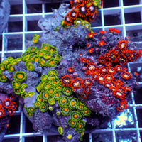 WYSIWYG Rainbow Zoa Combo Colony