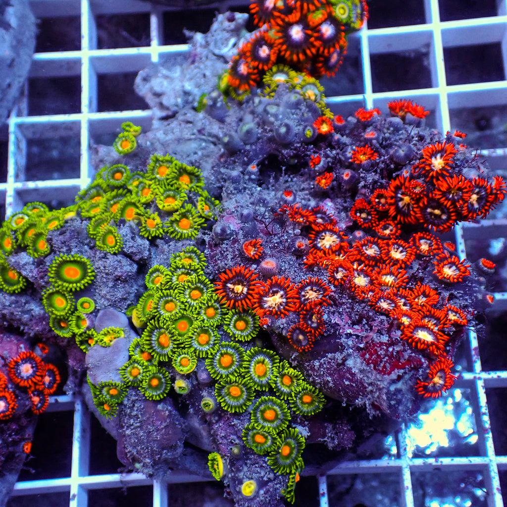 WYSIWYG Rainbow Zoa Combo Colony - Corals Anonymous
