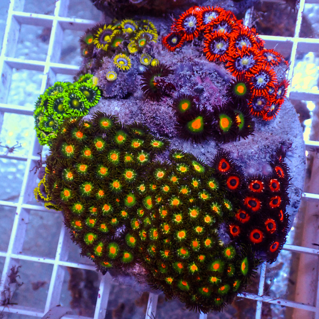 WYSIWYG Rainbow Zoa Combo Colony - Corals Anonymous