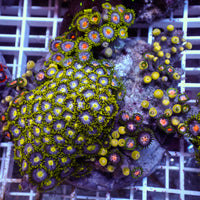 WYSIWYG Rainbow Zoa Combo Colony