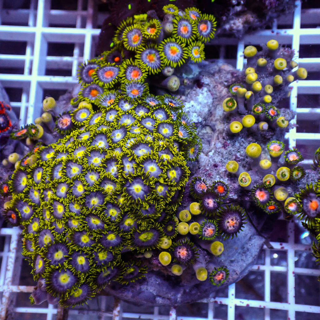 WYSIWYG Rainbow Zoa Combo Colony - Corals Anonymous