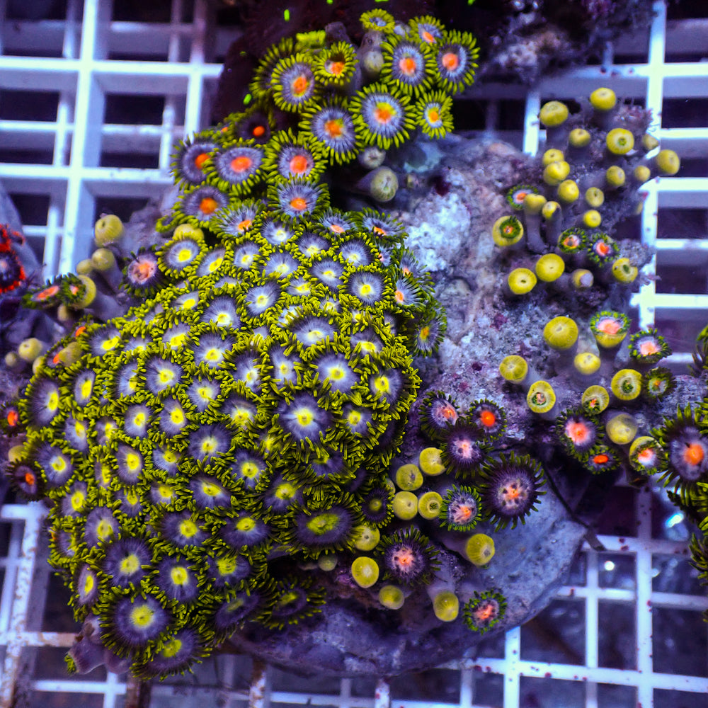 WYSIWYG Rainbow Zoa Combo Colony
