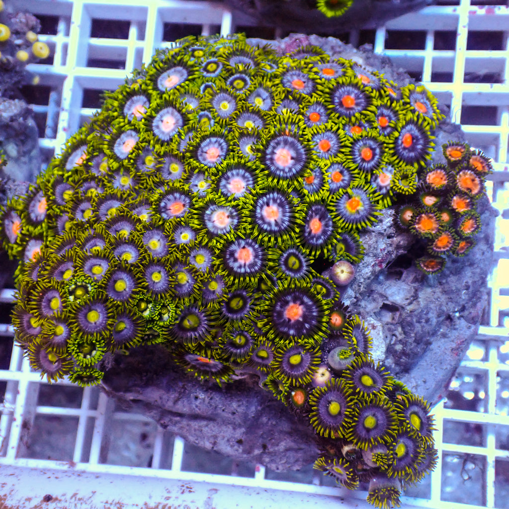 WYSIWYG Rainbow Zoa Combo Colony - Corals Anonymous