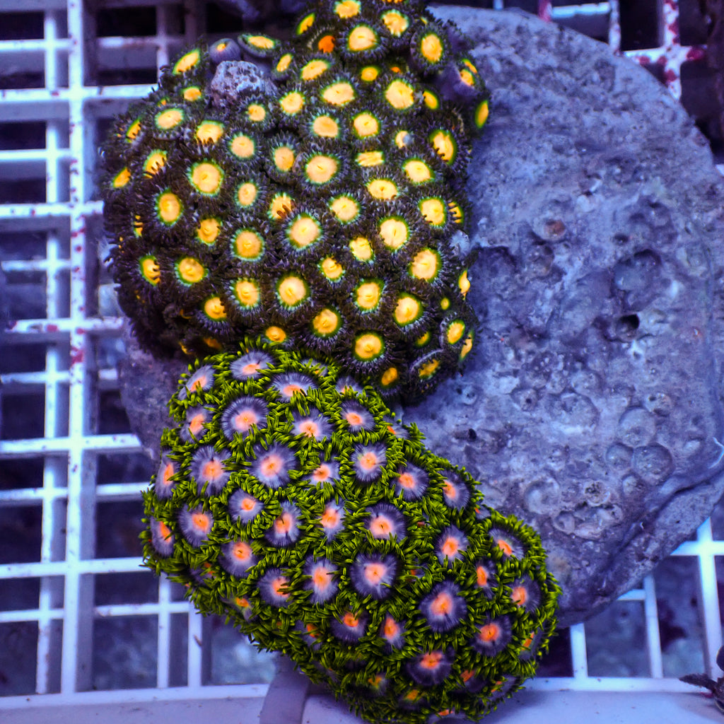 WYSIWYG Rainbow Zoa Combo Colony - Corals Anonymous