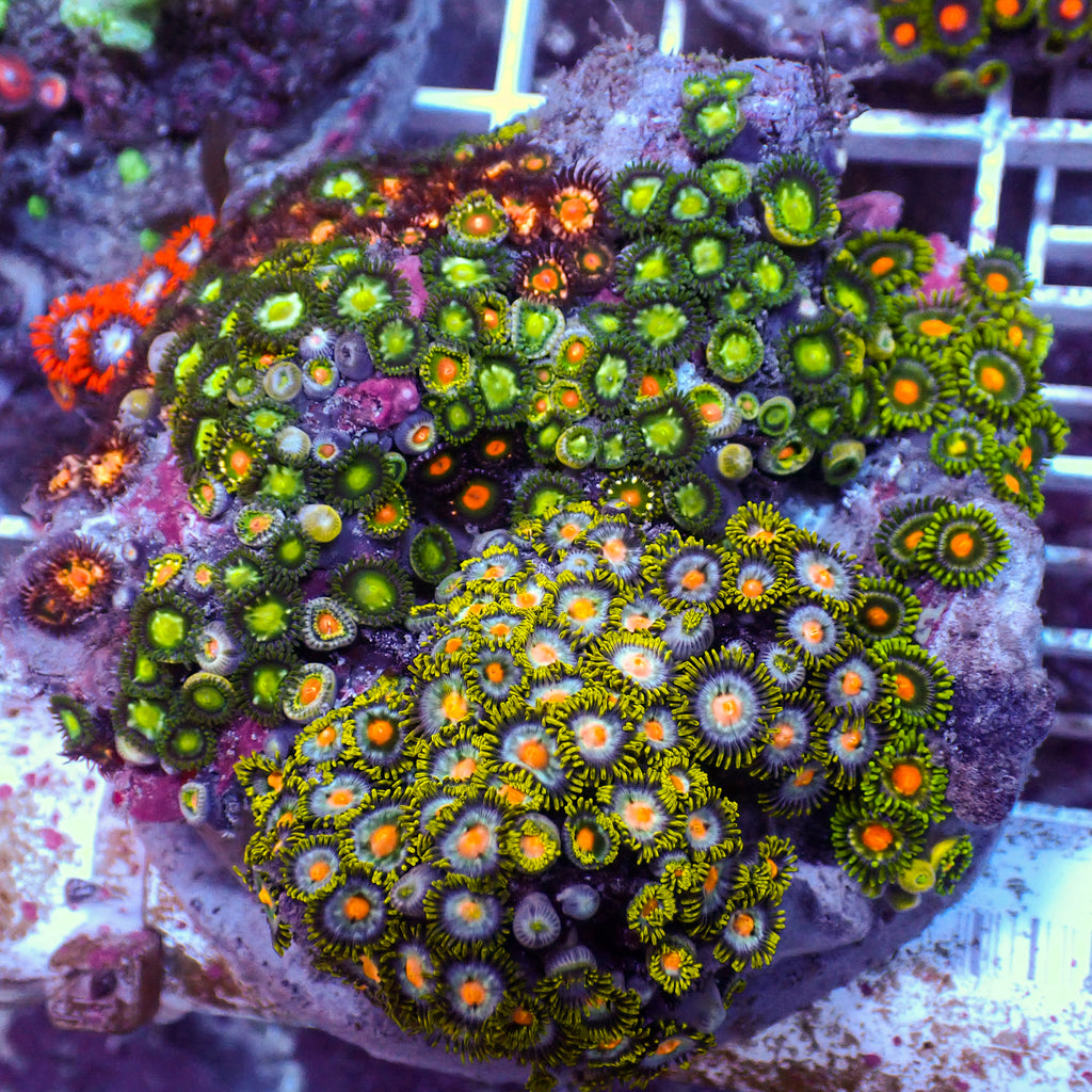 WYSIWYG Rainbow Zoa Combo Colony - Corals Anonymous
