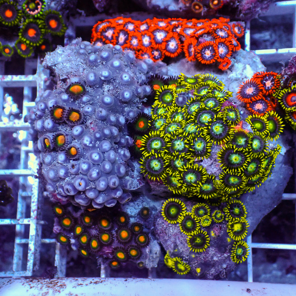WYSIWYG Rainbow Zoa Combo Colony - Corals Anonymous