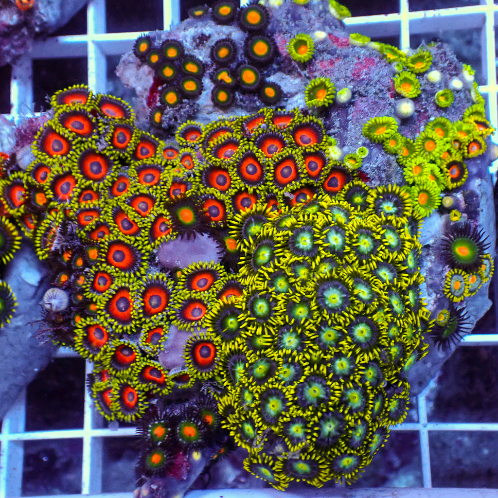 WYSIWYG Rainbow Zoa Combo Colony - Corals Anonymous