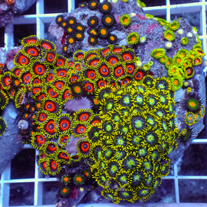 WYSIWYG Rainbow Zoa Combo Colony
