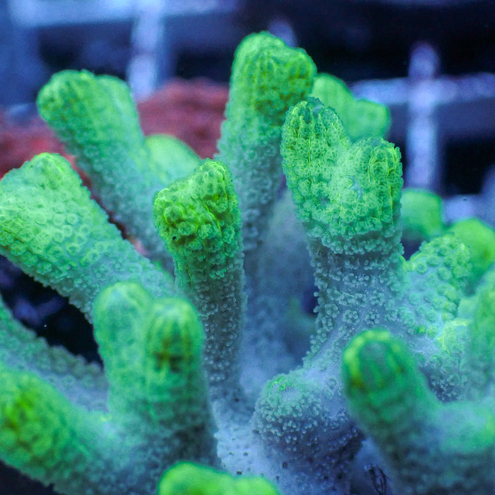 Green Tip Bird's Nest Seriatopora SPS Coral (1” Frag)
