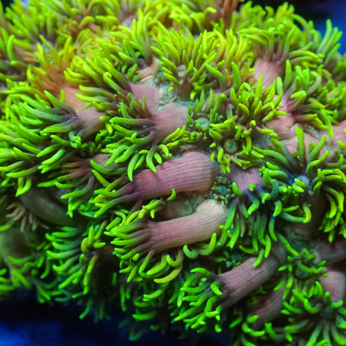 Guava Passion Goniopora (0.5-1” Frag) - Corals Anonymous