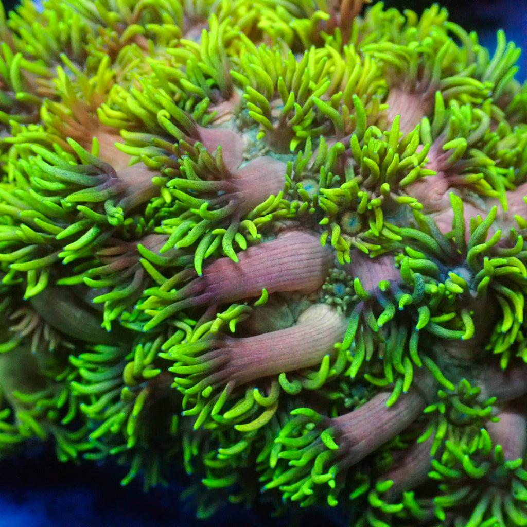 Guava Passion Goniopora (0.5-1” Frag) - Corals Anonymous