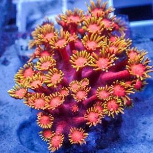 Hot Pink Lemonade Goniopora (0.5-1” Frag)