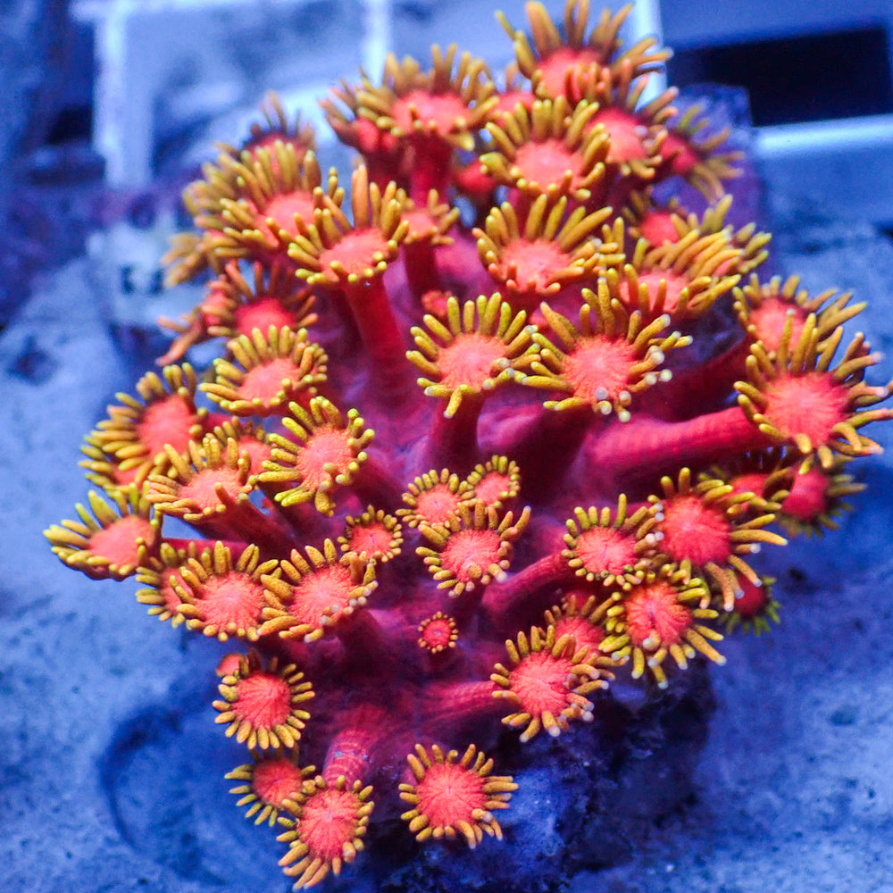 Hot Pink Lemonade Goniopora (0.5-1” Frag)