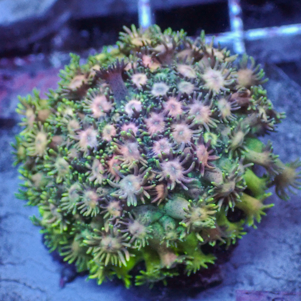 Pink Limonade Rainbow Goniopora (0.5-1” Frag) - Corals Anonymous