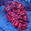 Lust Stargazer Goniopora (0.5-1” Frag) - Corals Anonymous