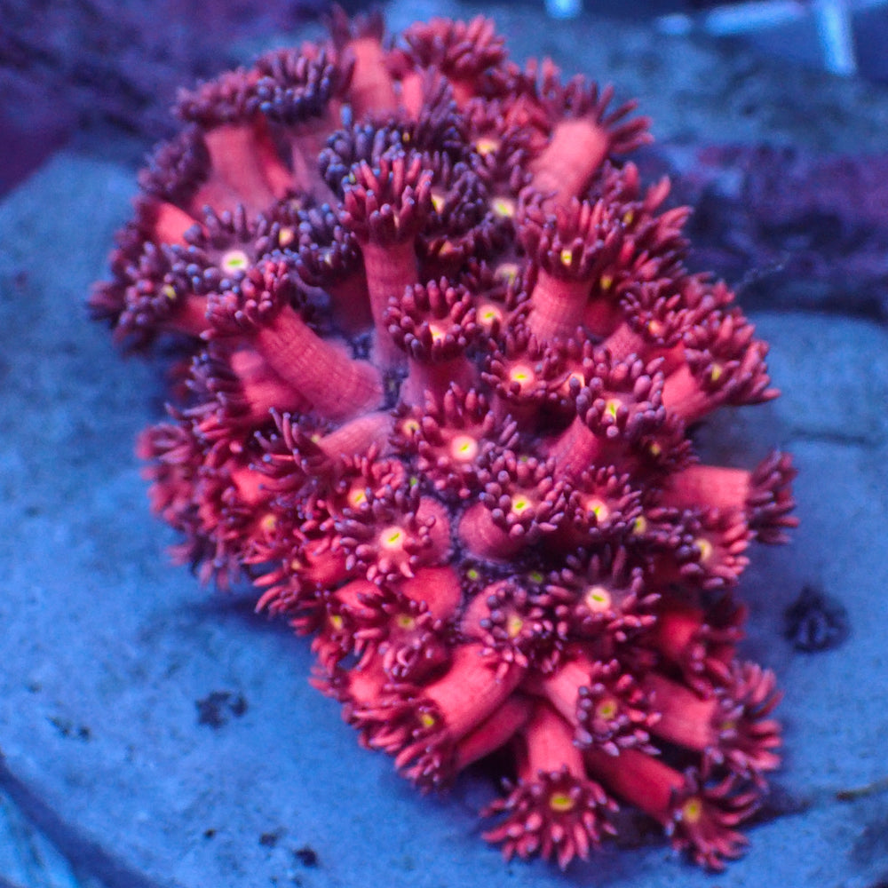 Lust Stargazer Goniopora (0.5-1” Frag)