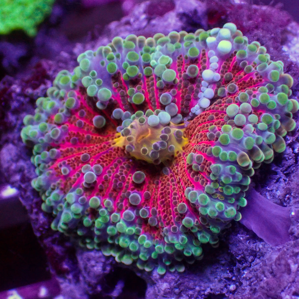 WYSIWYG Bloodbath Rainbow Yuma Mushroom - Corals Anonymous