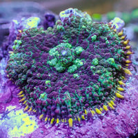 WYSIWYG Purple Picasso Rhodactis Mushroom(1-2”)