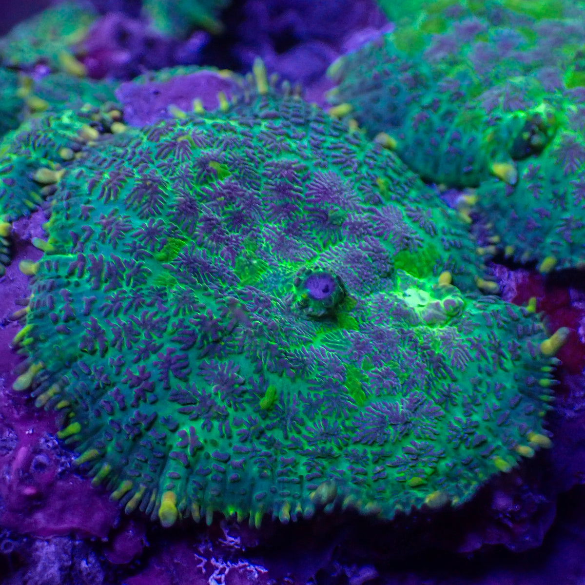 Purple Splatter Rhodactis Mushroom - Corals Anonymous