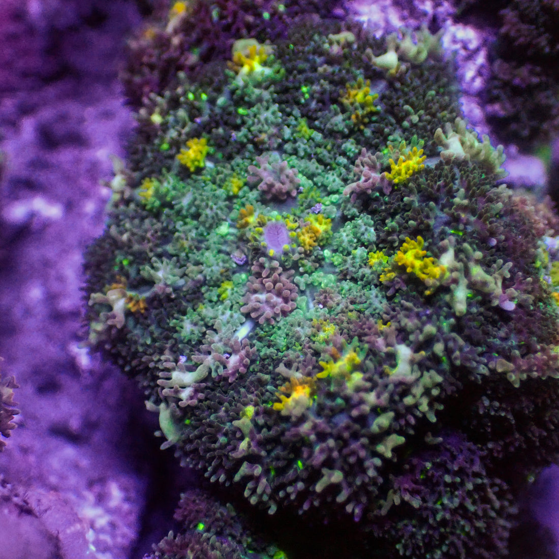 Yellow Shock Bounce Rhodactis Mushroom - Corals Anonymous