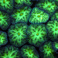 Yellow Mouth Emerald Blastomussa Merletti (3-5 Polyps)
