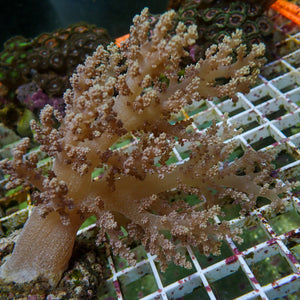 WYSIWYG CA Pink Blossom Nephthea Tree Soft Coral Colony (L, 4-5")