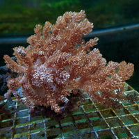 WYSIWYG XL Cauliflower Colt Coral Mother Colony (4-5")