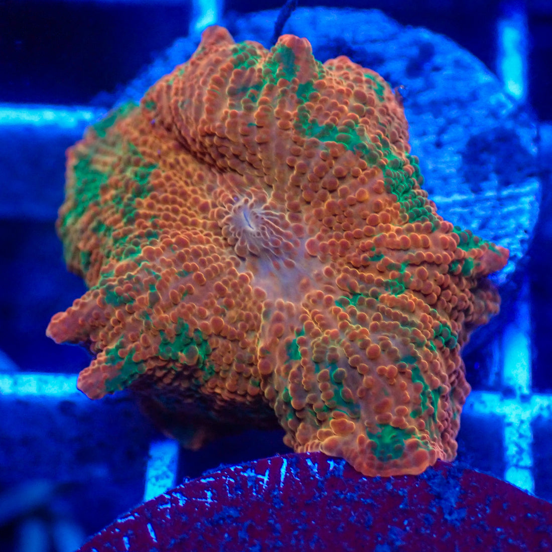 WYSIWYG Candy Crush Jawbreaker Discosoma Mushroom - Corals Anonymous